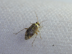 Heteroptera
