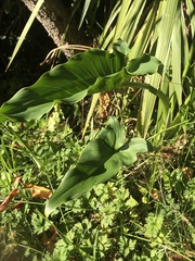 Zantedeschia aethiopica