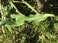 Zantedeschia aethiopica
