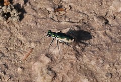 Eunota circumpicta johnsonii