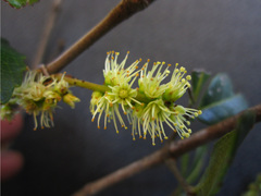 Weinmannia hildebrandtii