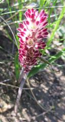 Lachenalia liliiflora