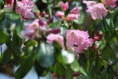 Rhododendron souliei