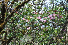 Rhododendron souliei
