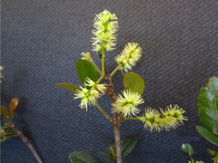 Weinmannia hildebrandtii