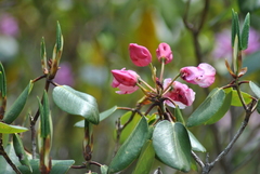 Rhododendron souliei