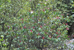 Rhododendron souliei