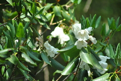 Rhododendron souliei
