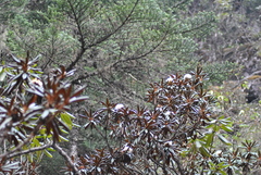 Rhododendron roxieanum