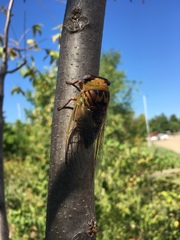 Megatibicen pronotalis