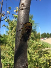 Megatibicen pronotalis