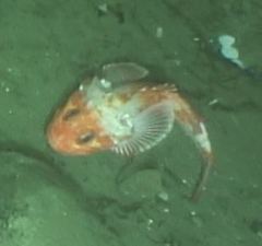 Sebastolobus alascanus