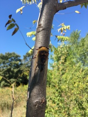 Megatibicen pronotalis