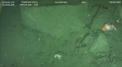 Sebastolobus alascanus