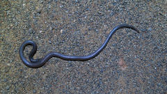 Atractaspis bibronii