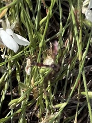 Ocyptamus fuscipennis