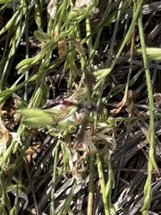 Ocyptamus fuscipennis