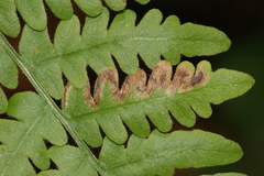 Phytoliriomyza