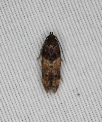 Walshia miscecolorella