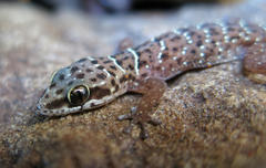 Pachydactylus affinis