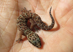 Pachydactylus affinis