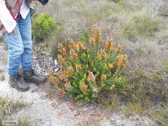 Mimetes capitulatus