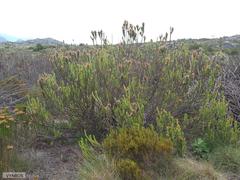 Mimetes capitulatus