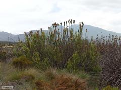 Mimetes capitulatus