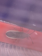 Catorhintha selector