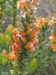 Mimetes capitulatus