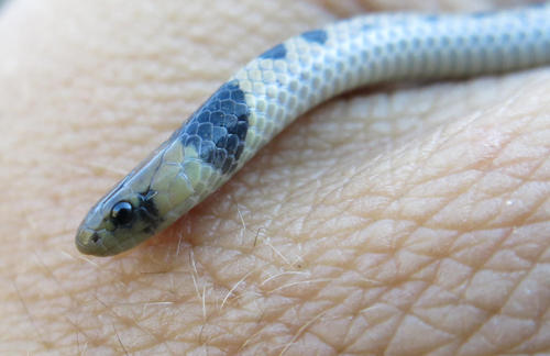 Reticulated Centipede-Eater
