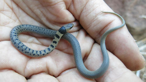 Reticulated Centipede-Eater