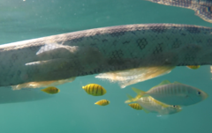 Gnathanodon speciosus