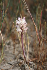 Lachenalia contaminata