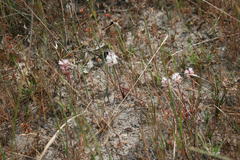 Lachenalia contaminata