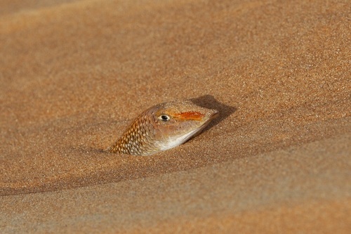 Sand Fish, Scincus mitranus