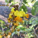 Swartzia myrtifolia - Photo (c) Diego Amaya, μερικά δικαιώματα διατηρούνται (CC BY-NC), uploaded by Diego Amaya