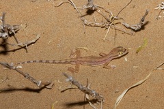 Trigonodactylus arabicus