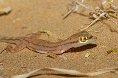 Trigonodactylus arabicus