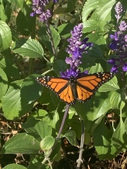 Danaus plexippus
