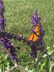 Danaus plexippus