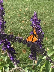 Danaus plexippus