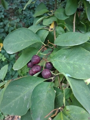 Cotoneaster multiflorus
