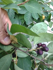 Cotoneaster multiflorus