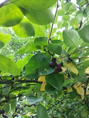 Cotoneaster multiflorus