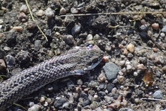 Philodryas psammophidea