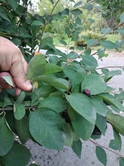 Cotoneaster multiflorus