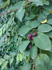Cotoneaster multiflorus