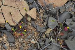 Stilpnogyne bellidioides