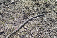 Philodryas psammophidea